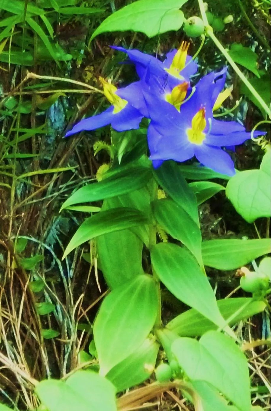 Image - 8